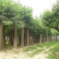 本基地供應(yīng)國(guó)槐、白蠟、合歡、法桐