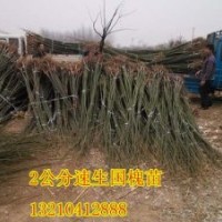 鑫合園林200萬速生國槐苗、速生國槐苗供應(yīng)商
