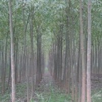 柳樹(shù)、法桐、欒樹(shù)、紫薇、桃樹(shù)、大葉女貞、合歡
