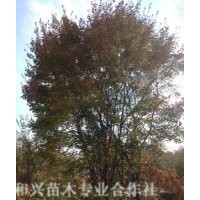 供應(yīng)胸徑8-16cm九角楓，桓仁和興苗木種植基地