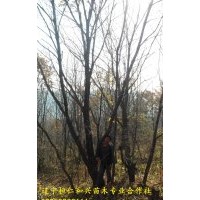 桓仁和興苗木大量供應(yīng)蒙古櫟，叢生蒙古櫟