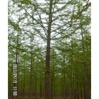 低價(jià)供應(yīng)16-25公分銀杏樹