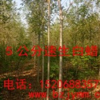速生白蠟