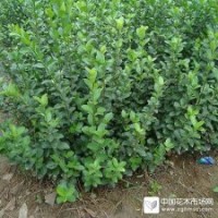 大量供應(yīng)大葉扶芳藤，高度70-100cm，三個(gè)分支以上