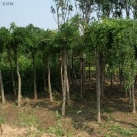福建漳州龍爪槐，龍爪槐供應(yīng)商，龍爪槐的價格