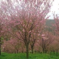 四川水杉，櫻花，桂花，楨楠基地直供