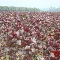 供應(yīng)紅葉楊 3-10公分紅葉楊種植基地 紅葉楊價(jià)格