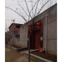 大量供應(yīng)合歡3--18公分、10公分合歡量比較大
