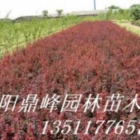 供應(yīng)：紅葉小檗,金葉女貞,鋪地柏,龍柏,蜀檜