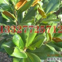 樸樹苗木價格，樸樹價格