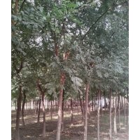 那里國槐質(zhì)量好山東永盛國槐