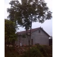 欒樹
