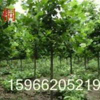 供應(yīng);國槐、白臘、法桐、毛白楊、速生柳、垂柳、107、白臘