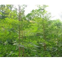 供應北欒苗北欒樹苗山西北欒苗基地_北欒苗_山西運城裕益苗圃