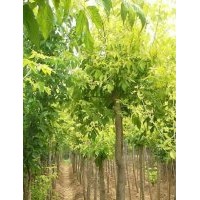 金葉復(fù)葉槭、紅葉碧桃、紅楓、金葉白蠟
