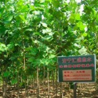 處理河北速生法桐樹苗8公分法桐報(bào)價(jià)