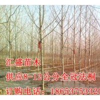 濟寧匯盛法桐價格6,7,8,9,10公分法桐報價