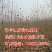 處理山東濟寧法桐小苗1公分，2公分價格表