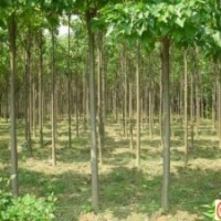 楸樹苗圃，楸樹種植基地，楸樹培育，楸樹批發(fā)，周口楸樹