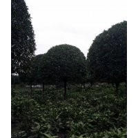 桂花之鄉(xiāng)(四川桂花，成都桂花，高桿桂花)