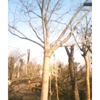 天津合歡樹價(jià)格一級(jí)合歡樹基地山東合歡樹基地