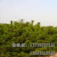 河北嫁接垂柳長(zhǎng)期供應(yīng)