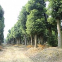 金華桂英苗木基地 供應(yīng)大小規(guī)格 大香樟樹