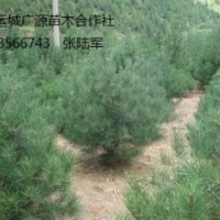 白皮松出售、3年以上白皮松低價(jià)供應(yīng)