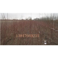 供應(yīng)檉柳苗，新疆楊，沙柳苗，側(cè)柏苗等