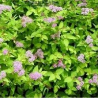 金葉榆、紅葉碧桃、繡線菊、水臘、月季、塔檜