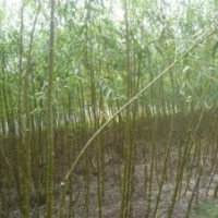 高質量苗木