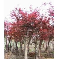 紅楓價格,欒樹價格,杜英價格,櫻花價格,合歡價格,月季價格表