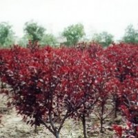 供應3-8公分紅葉碧桃