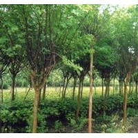 2014國(guó)槐 榕花樹(shù) 速生法桐最新價(jià)格