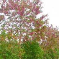 香花槐，香花槐小苗，嫁接香花槐，香花槐基地