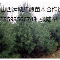 油松出售、1-2.5米以上油松大量優(yōu)惠價(jià)格供應(yīng)