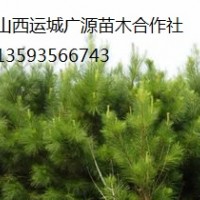 油松出售、1.5米-2米以上油松大量優(yōu)惠價(jià)格供應(yīng)
