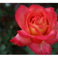 供應(yīng)豐花月季、藤本月季、各種高擋月季、紅帽月季