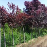 供應(yīng)紫荊、紫薇、紫葉李、高桿女貞