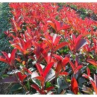 供應(yīng)紅葉小檗、黃楊、月季、石楠、連翹、迎春、金絲