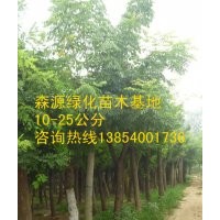供應(yīng)7公分8公分15公分國(guó)槐-山東國(guó)槐價(jià)格-國(guó)槐種植基地