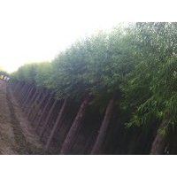 華北....苗木基地速生柳；榆葉梅；金葉榆；國槐；法桐；火炬