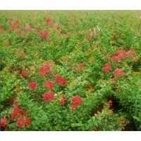 供應(yīng)：叢生桂花、叢生香樟、叢生紫薇等