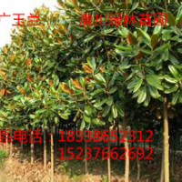河南潢川綠林苗圃供應(yīng)：紅花繼木、紅葉石楠、桂花、金邊黃楊、金