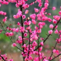 湖南臘梅價(jià)格，湖南紅梅價(jià)格，湖南綠梅價(jià)格