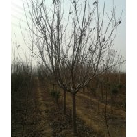 關(guān)山晚櫻、櫻花樹、櫻花樹苗
