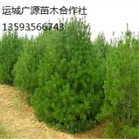 1米以上白皮松出售、低價(jià)優(yōu)惠供應(yīng)