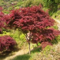 【供應(yīng)】五針?biāo)伞⒋蟀逅?、紅楓供應(yīng)