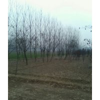 苗圃出售1公分2公分3公分國槐