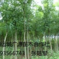 刺槐出售、5、6、7公分以上大量刺槐低價(jià)供應(yīng)